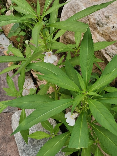 Garden balsam