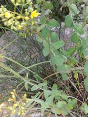 Hypericum lanuginosum