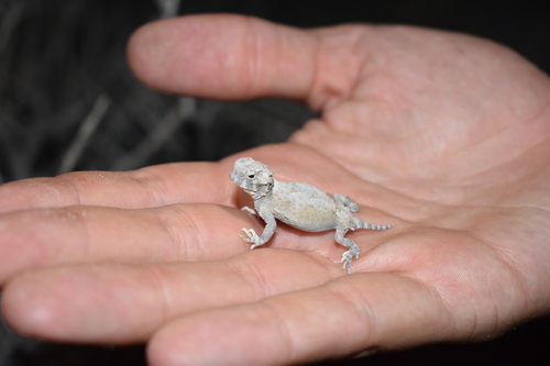 Desert Horned Lizard