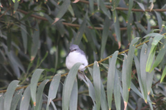 Eopsaltria georgiana