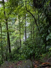 Asplundia rigida, photograph (c) Guillaume Delaitre, some rights reserved (CC BY)