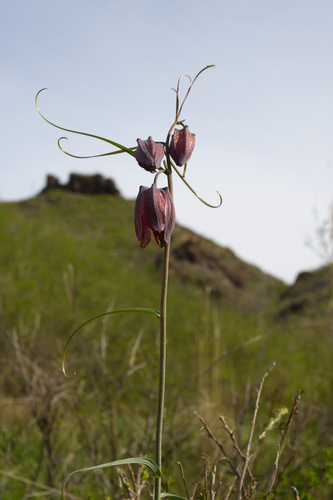 Ruthenian Fritillary