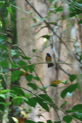 Cyornis glaucicomans
