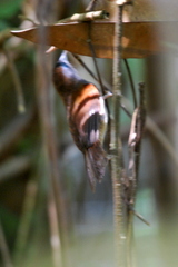 Cyanoderma erythropterum