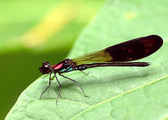 Heliocypha fenestrata