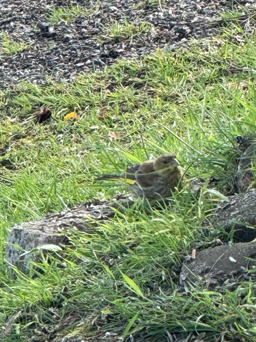European Greenfinch