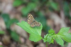 Pararge aegeria tircis