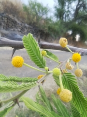 Vachellia pennatula