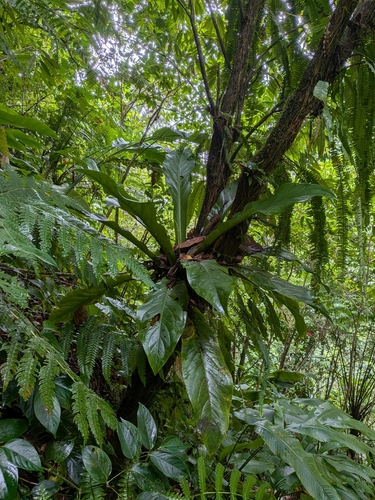 Anthurium hookeri