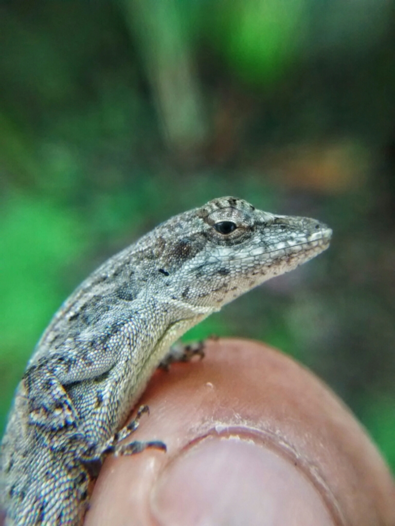 White Anole