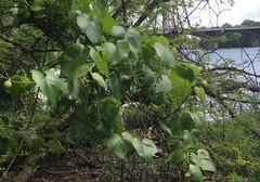 Vitis berlandieri
