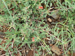 Indigofera sessilifolia