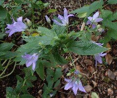 Campanula lactiflora, photograph (c) Jon Mortin, some rights reserved (CC BY)