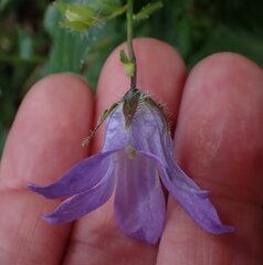 Campanula lactiflora, photograph (c) Jon Mortin, some rights reserved (CC BY)