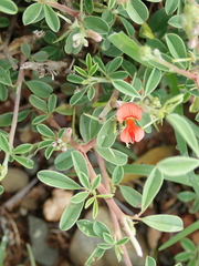 Indigofera sessilifolia