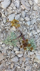 Cymopterus
