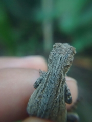 Anolis laeviventris