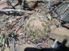 Coryphantha delicata