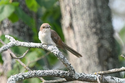 Black-billed Cuckoo observed by edporopat