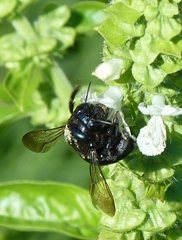 Xylocopa splendidula