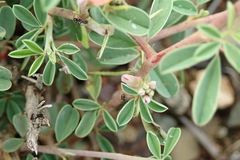 Indigofera sessilifolia