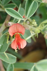 Indigofera sessilifolia