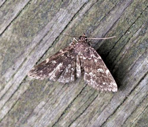 Smoky Idia Moth photo 4