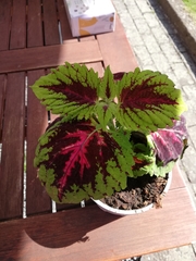 Coleus scutellarioides