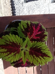 Coleus scutellarioides