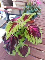 Coleus scutellarioides