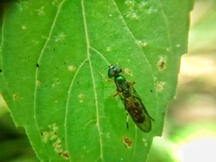 Sargus fasciatus