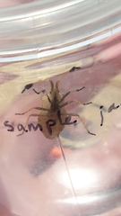 Enoplops disciger