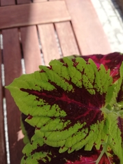 Coleus scutellarioides
