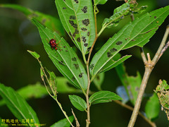 Agomadaranus pardaloides