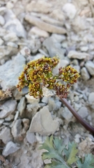 Cymopterus