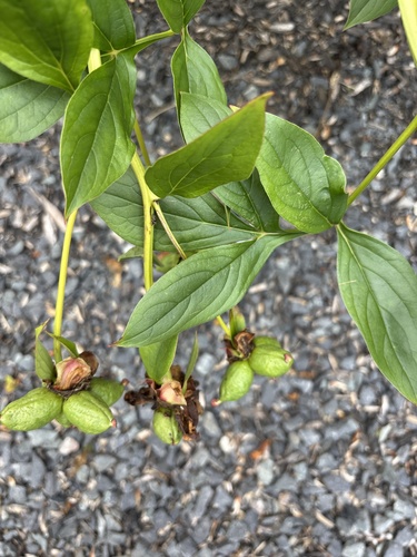 Unknown Species