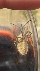 Enoplops disciger