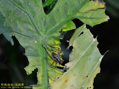 Cardiodactylus guttulus