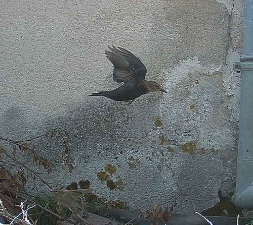 Eurasian Blackbird