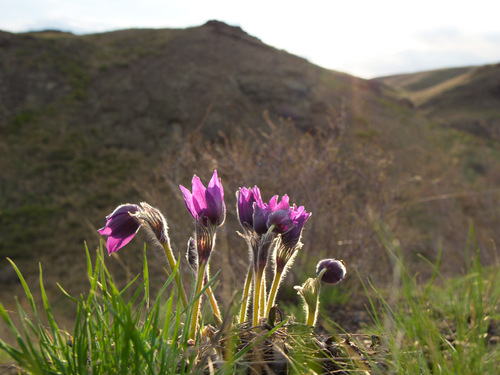 eastern pasqueflower