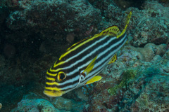 Plectorhinchus vittatus
