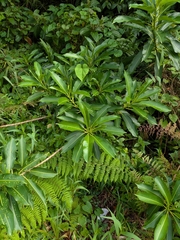 Sapium glandulosum