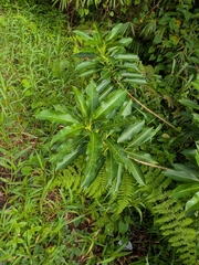 Sapium glandulosum, photograph (c) Guillaume Delaitre, some rights reserved (CC BY)