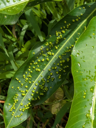 Sapium glandulosum, photograph 3