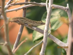 Anolis wellbornae