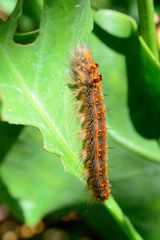 Bombycopsis capicola