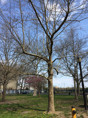 Platanus × hispanica