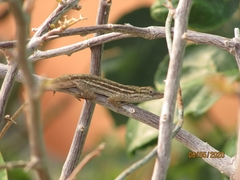 Anolis wellbornae
