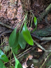 Pleurothallis ruscifolia