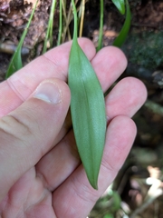 (c) Guillaume Delaitre, some rights reserved (CC BY) Pleurothallis ruscifolia, photograph (c) Guillaume Delaitre, some rights reserved (CC BY)